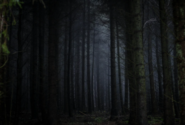 Forests