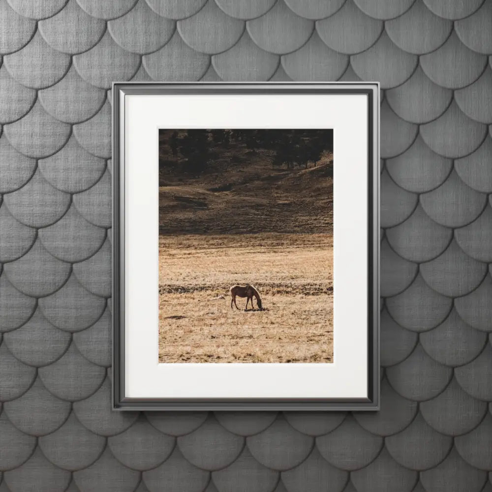 Wild Horse Photography Print | Mountain Wildlife Art Print